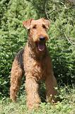 AIREDALE TERRIER 036